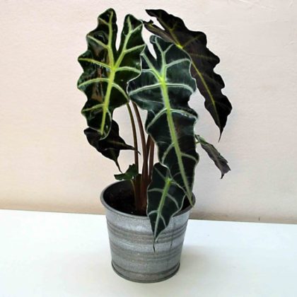 alocasia-polly