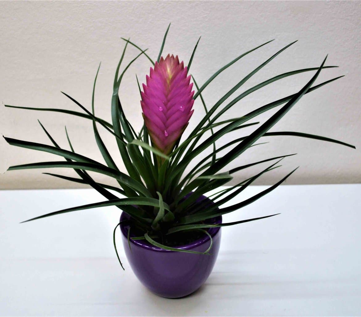 tillandsia-cyanea