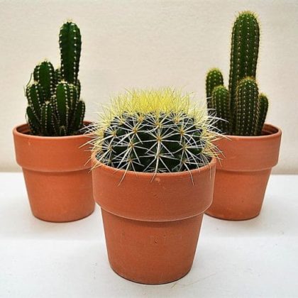 comprar-mix-cactus-barcelona