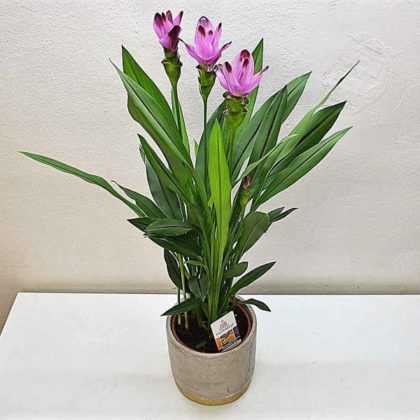 comprar-planta-curcuma-barcelona