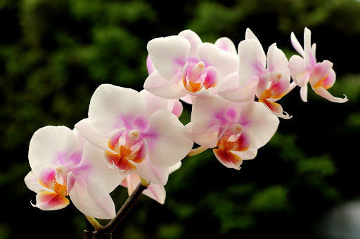hermoso ramo de orquideas